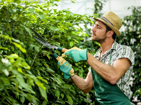 Lush, well-maintained hedges enhancing a Notting Hill home